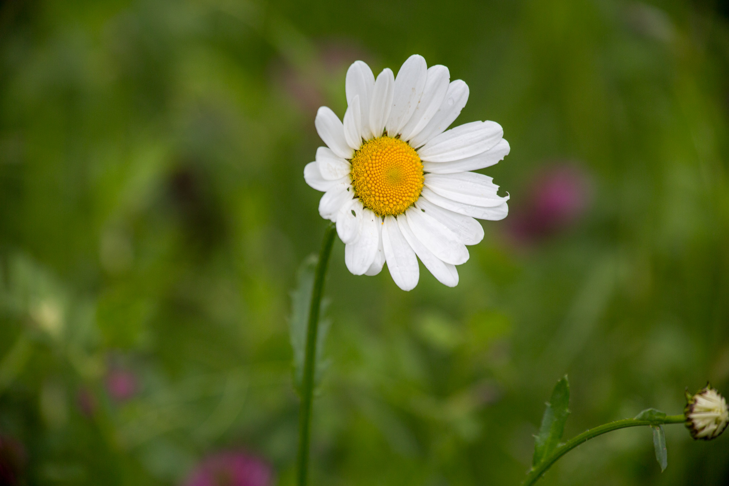 20130525072026 RD 27993